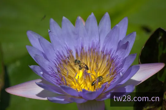 台湾28彩票数据运算与雷达模型